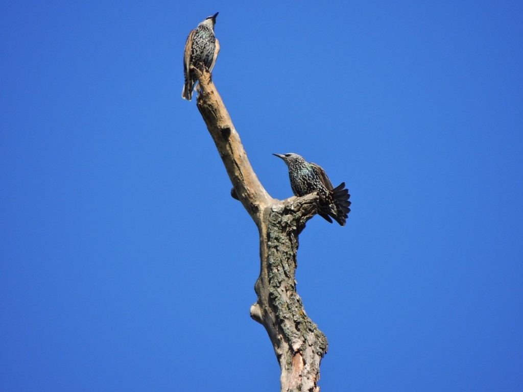 European Starlings