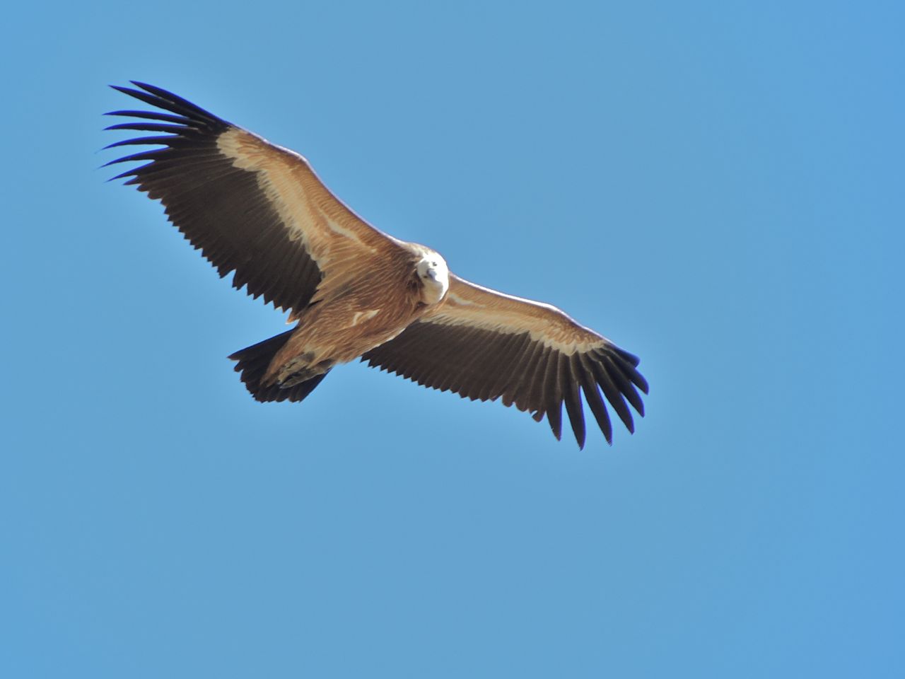 A Griff' looking down at me