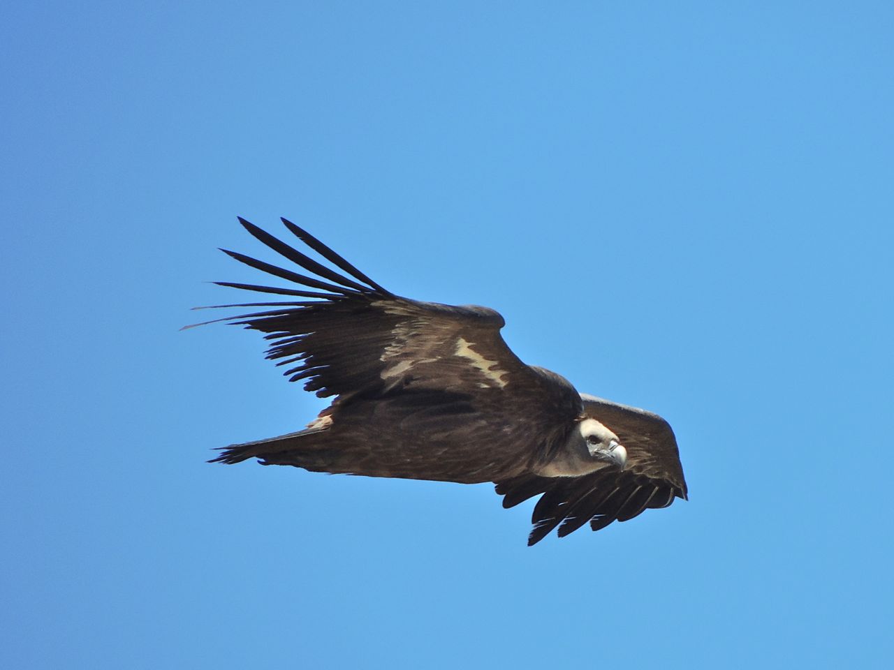 Griffon Vulture sailing by.