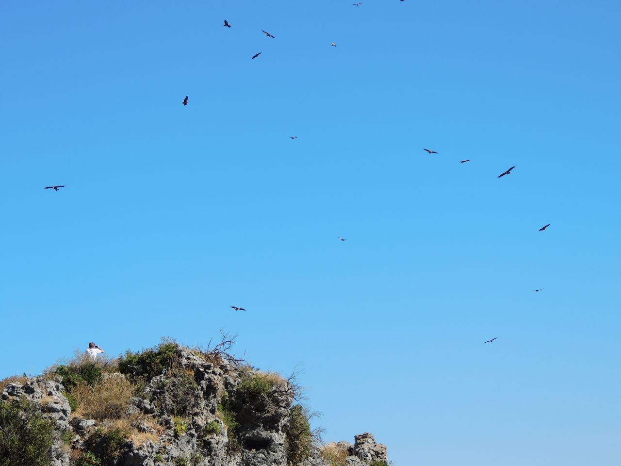 just a few of the Griffon Vultures circling over the town