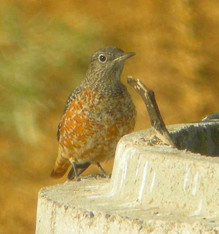 Young Rock Thrush. 