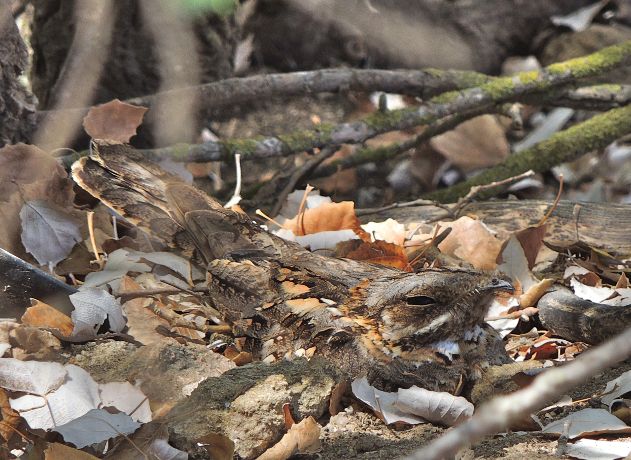 Red-necked Nightjar