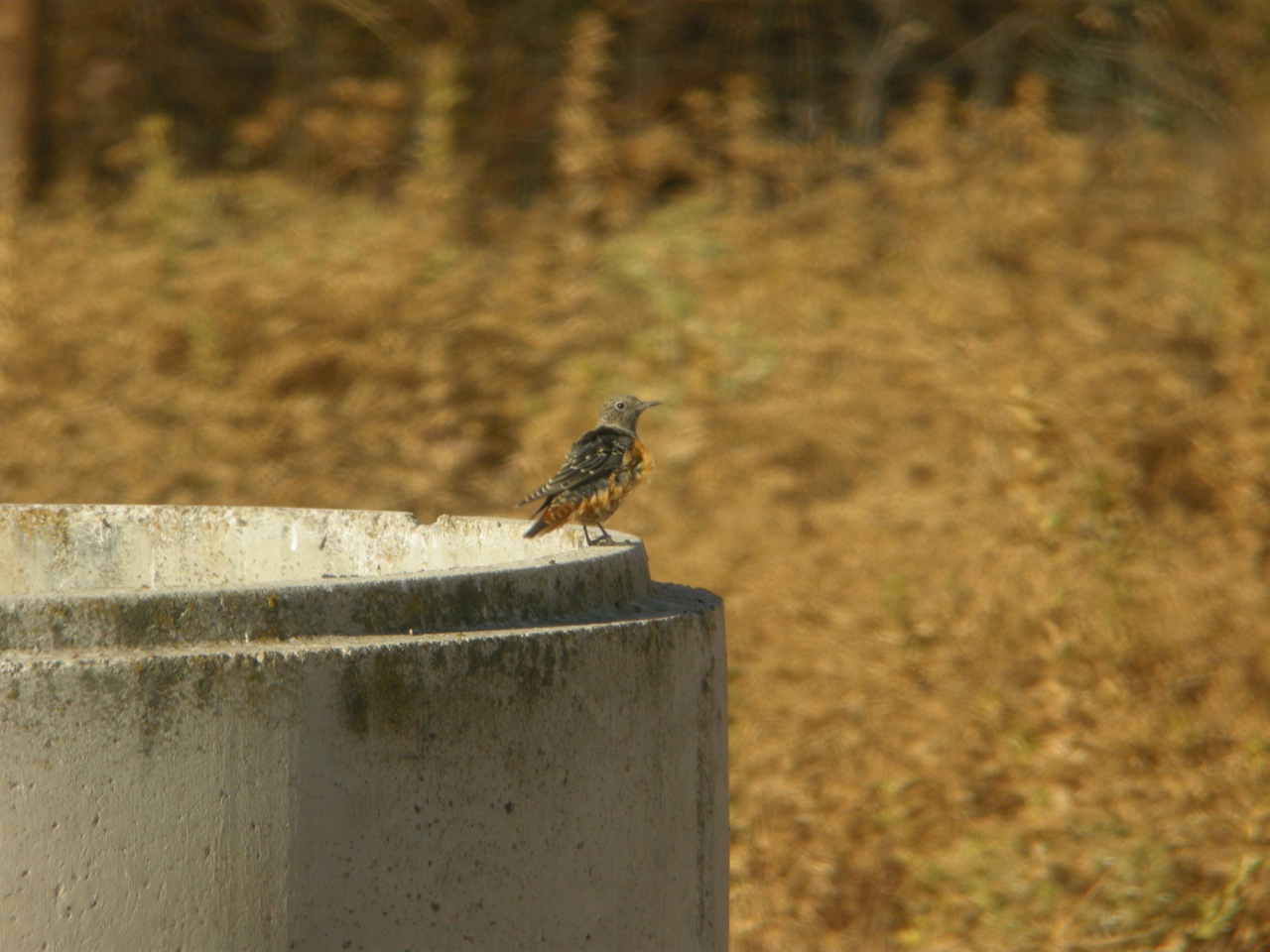 Rock Thrush