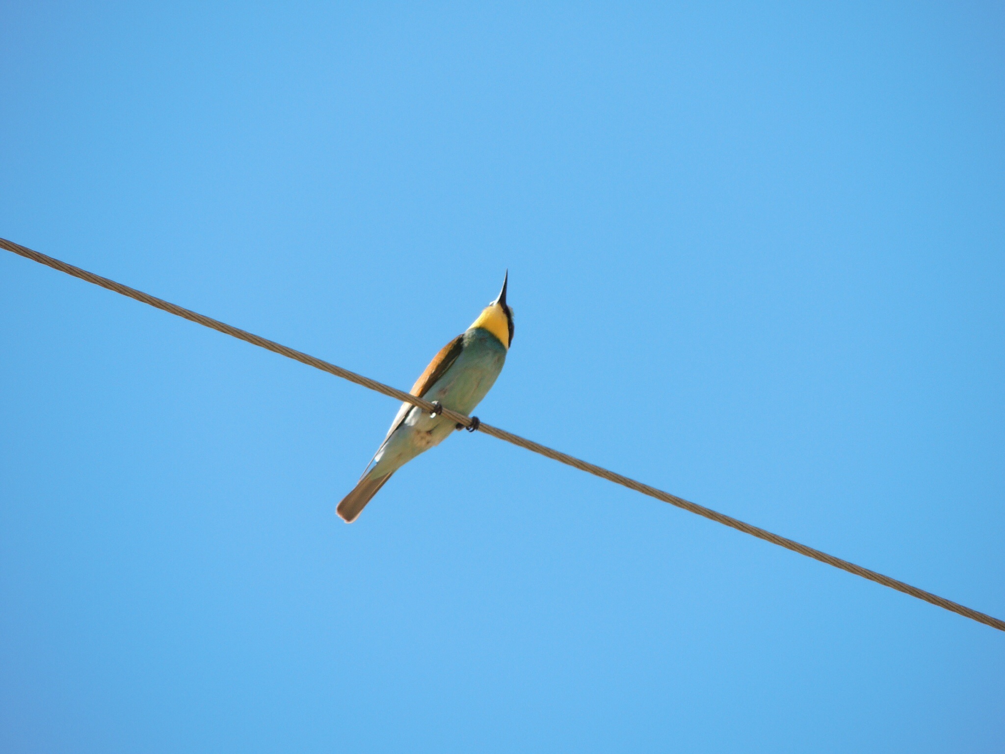 Bee Eater