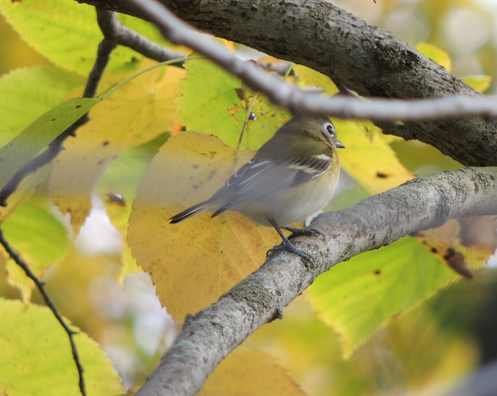 Blue-headed Vireo