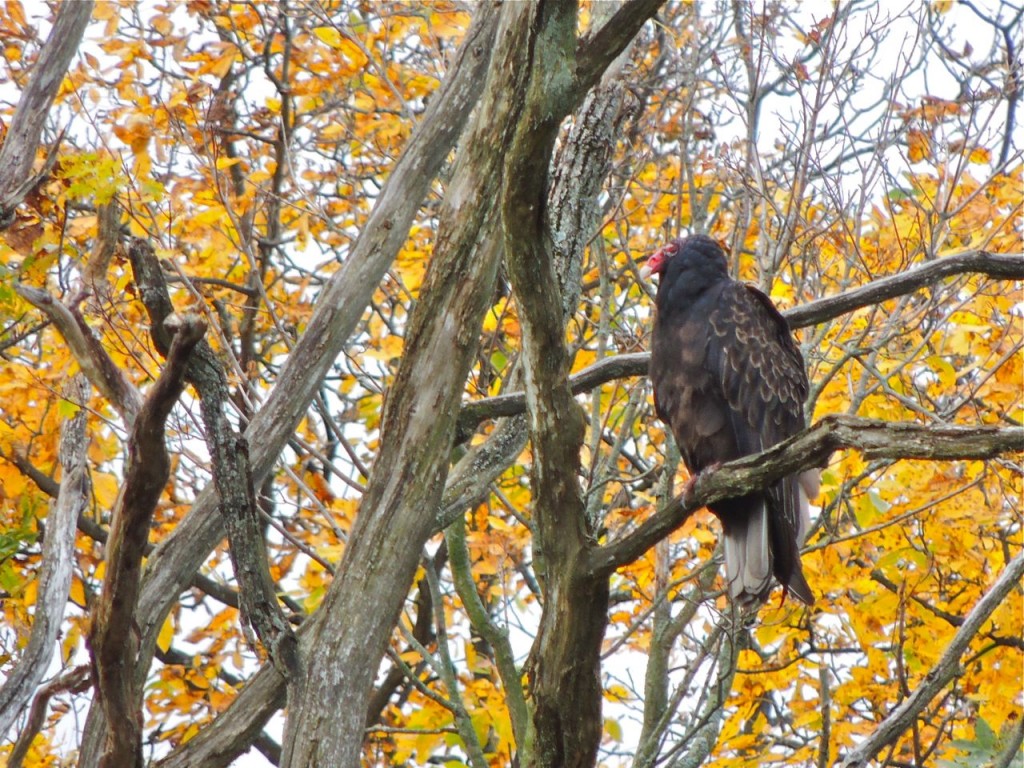 Turkey Vulture