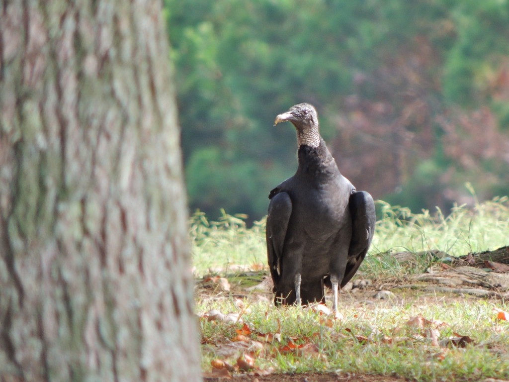 Black Vulture