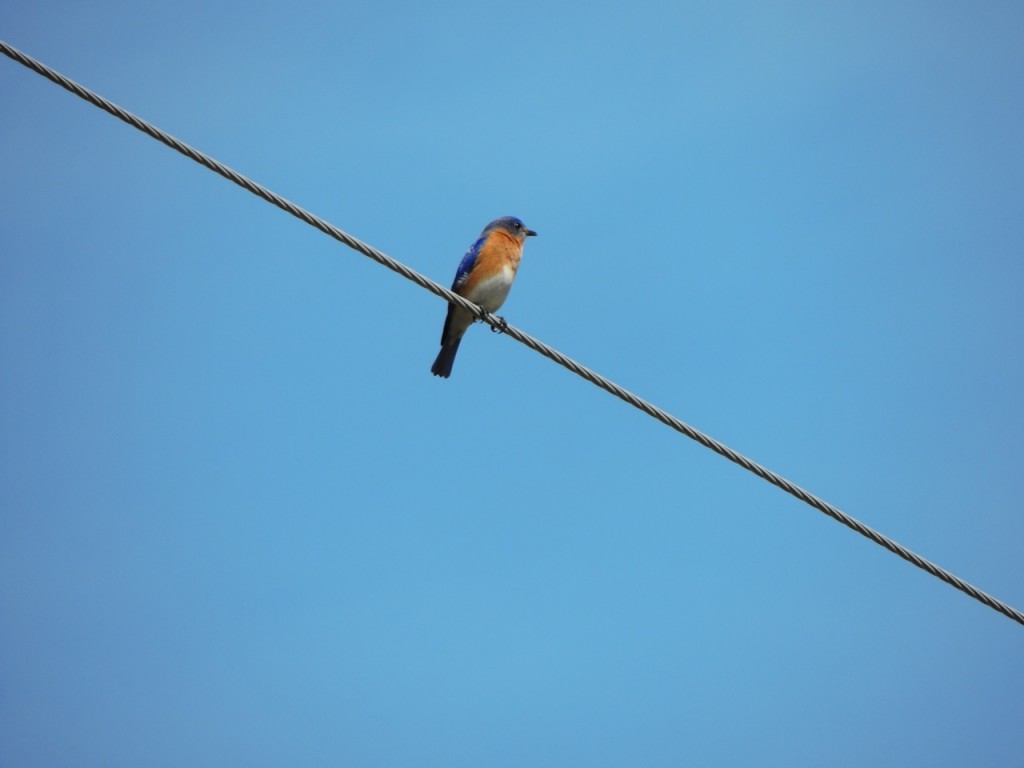 Eastern Bluebird (male) RP