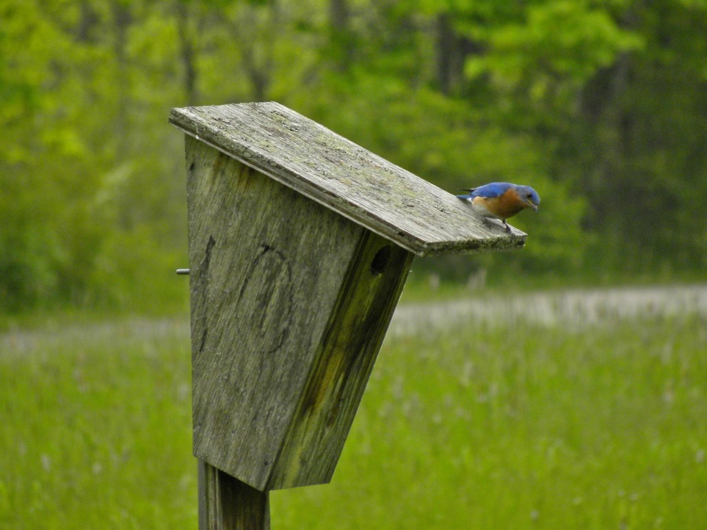 Eastern bluebird May 29 2011