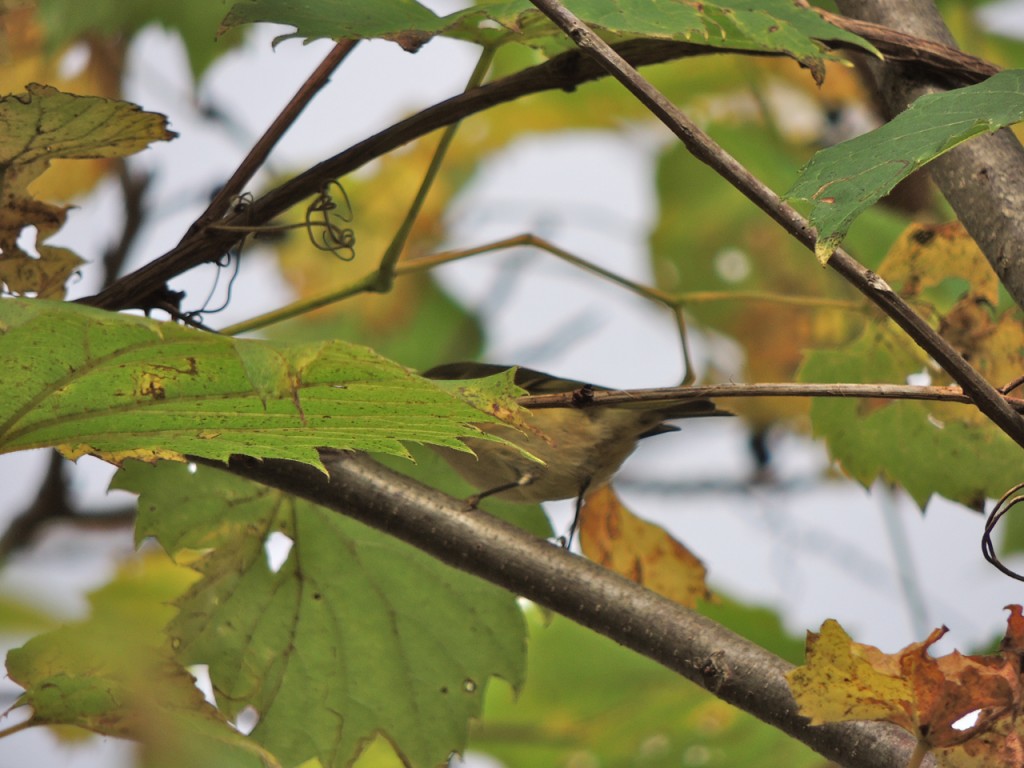 Golden-crowned Kinglet. RP