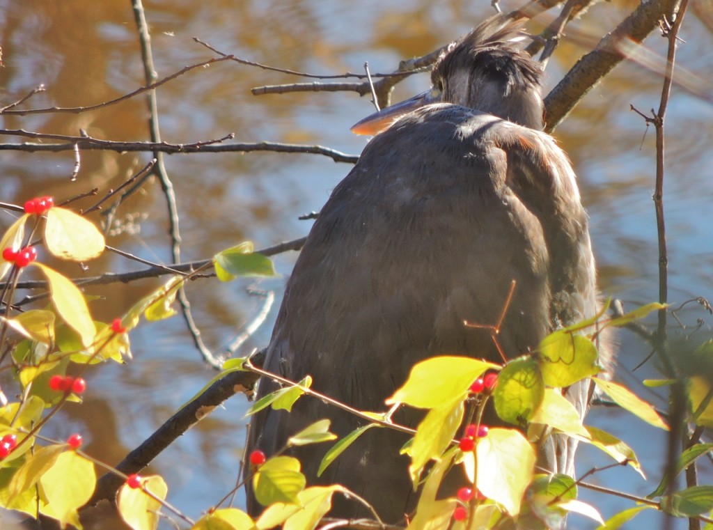 Great Blue Heron