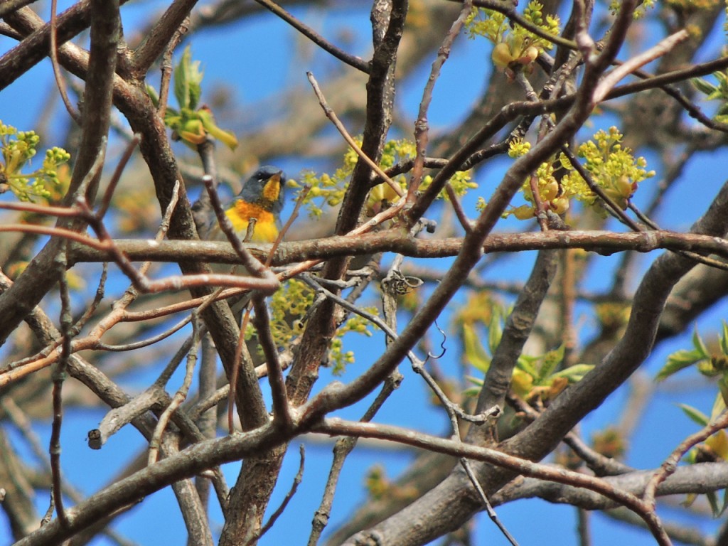 Northern Parula Cape May