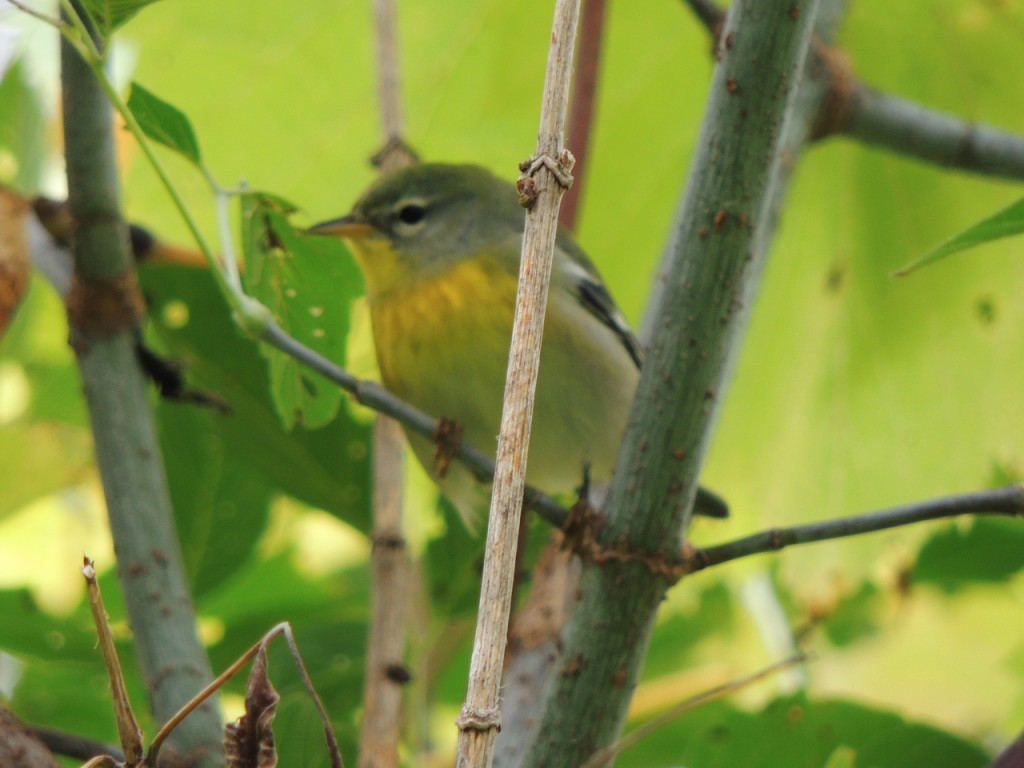 Northern Parula