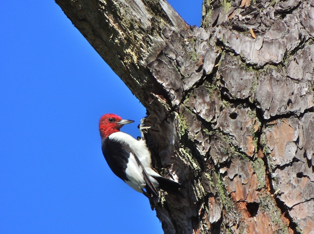 Red-headed Woodpecker-3