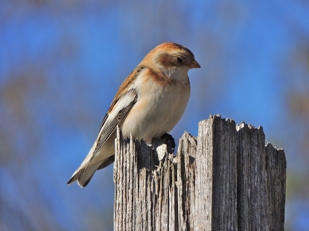 Snow Bunting. Valley Inn-2