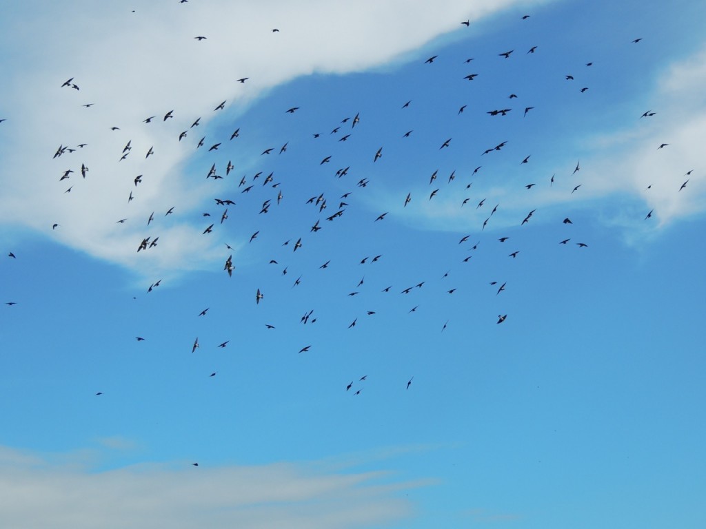 Tree Swallows