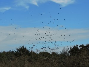 Tree Swallows