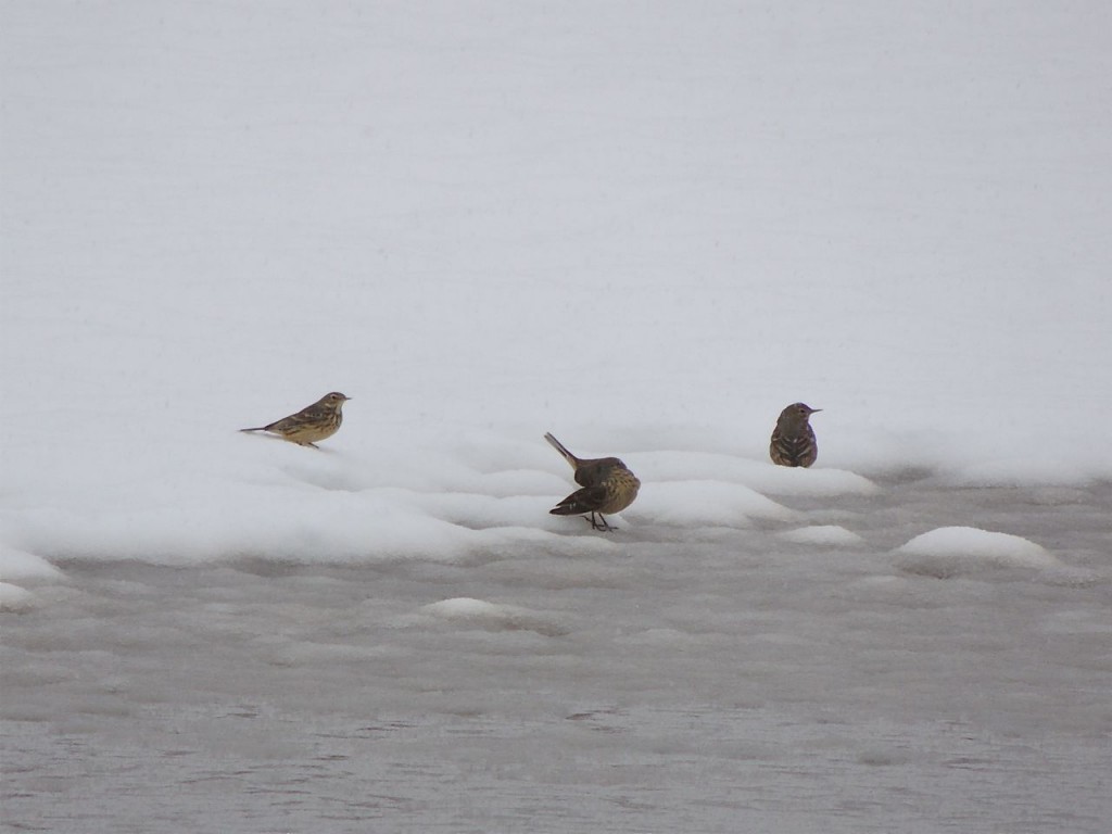 American Pipits