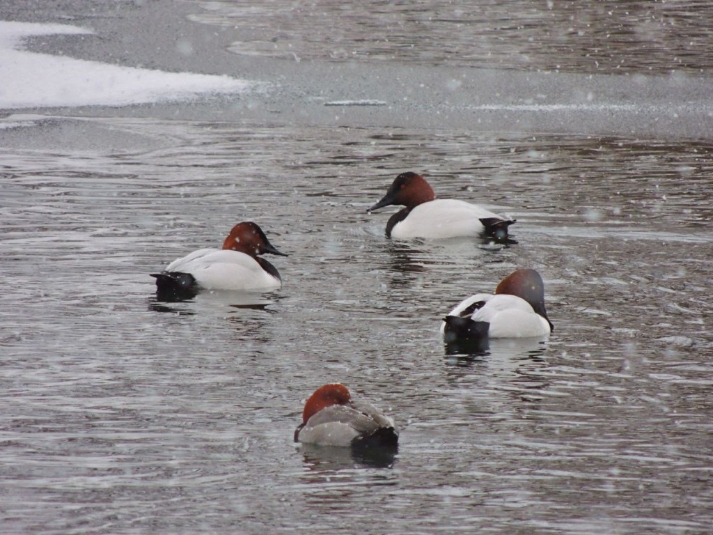 Canvasbacks in Christmas snowstorm