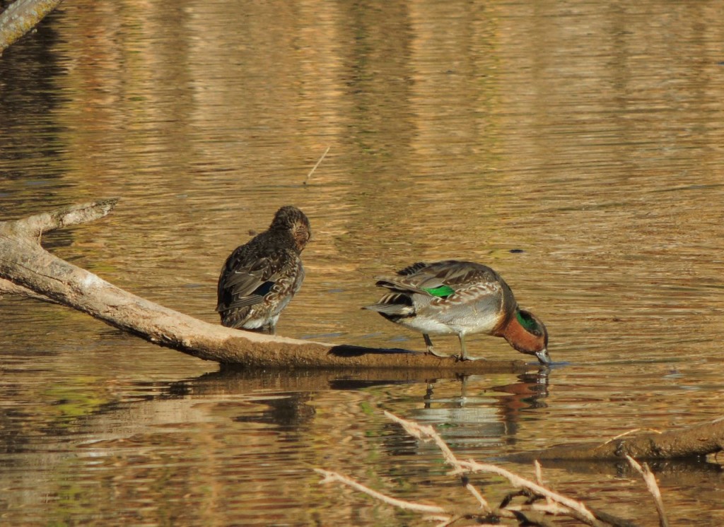 Green-winged Teal (F & M)