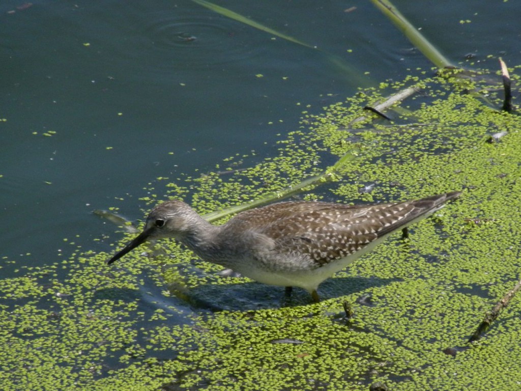 Lesser yellowlegs