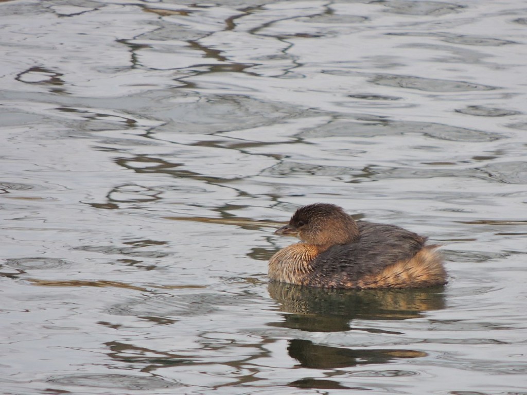 Pied-billed Grebe