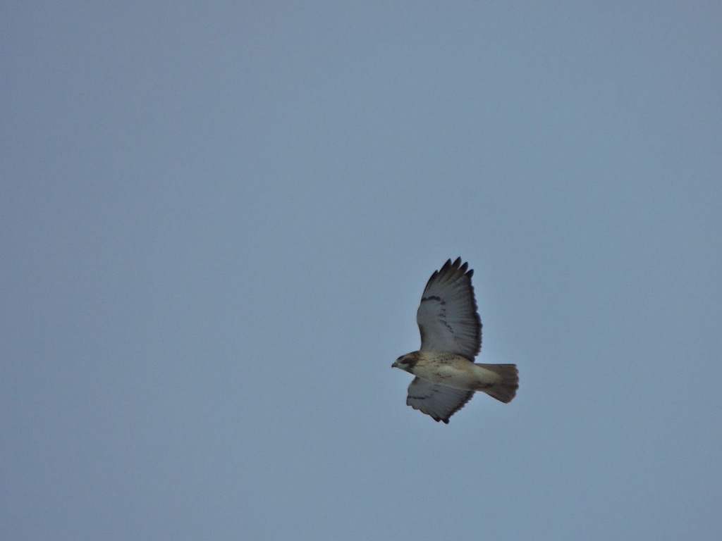 Wind blown Red-tailed Hawk