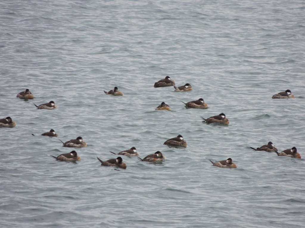 Ruddy Ducks 