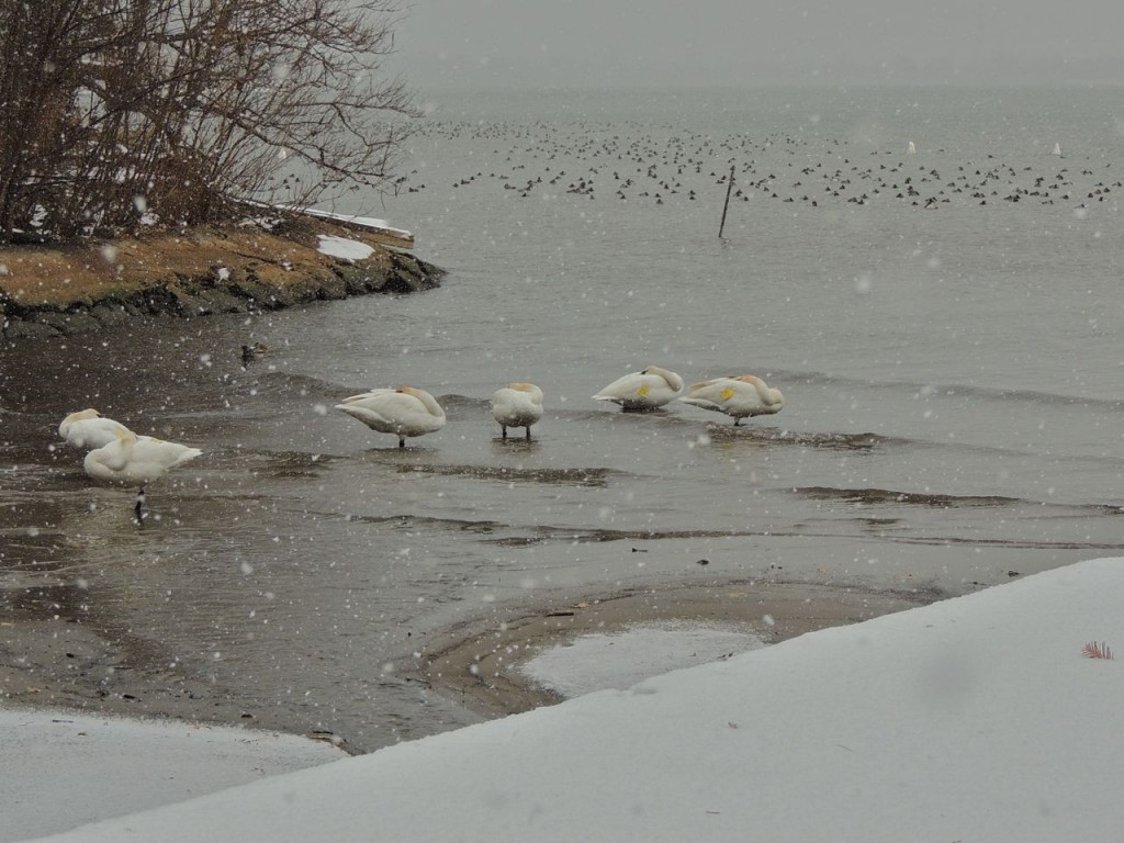 Trumpeter Swans in snow squall