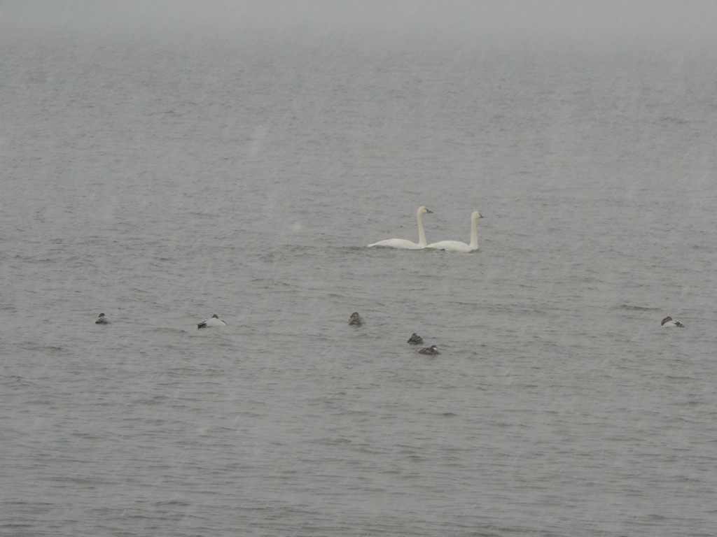 Tundra Swans in snow squall