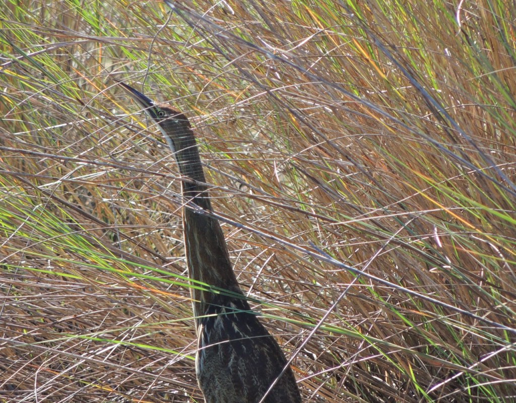 American Bittern, Turner River Florida