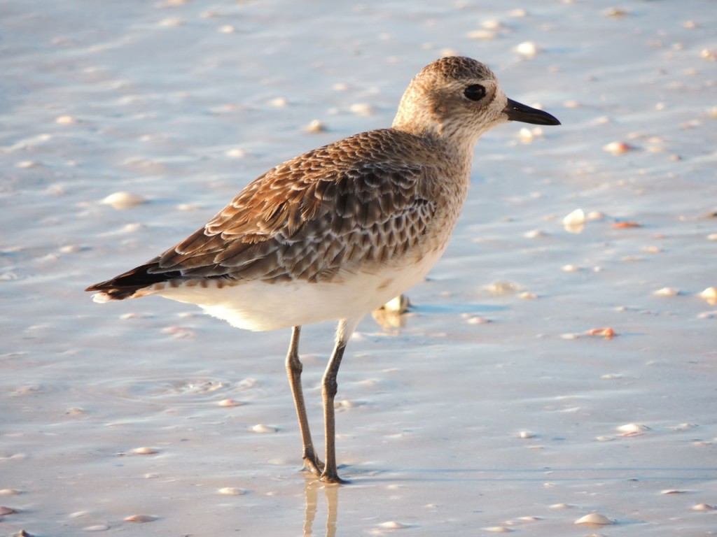 Black-bellied Plover