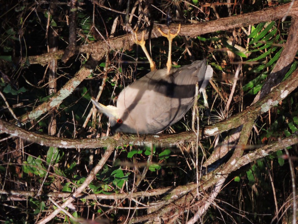 Black-crowned Night Heron reflected in mangrove swamp