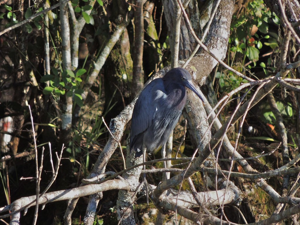 Little Blue Heron, Turner River Florida