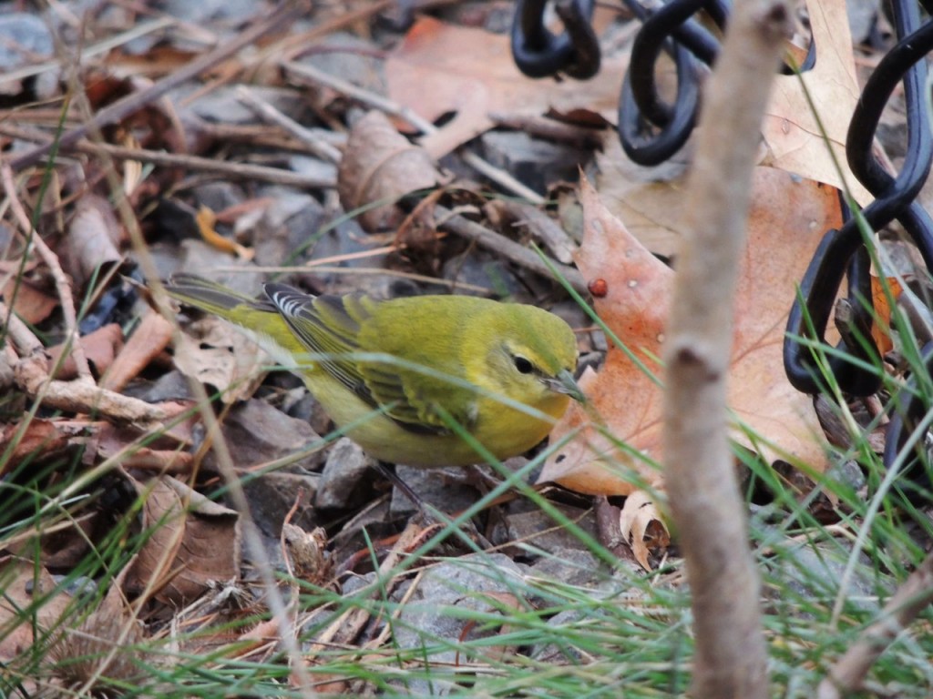 Orange-crowned Warbler