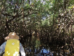 Paddling through the mangroves