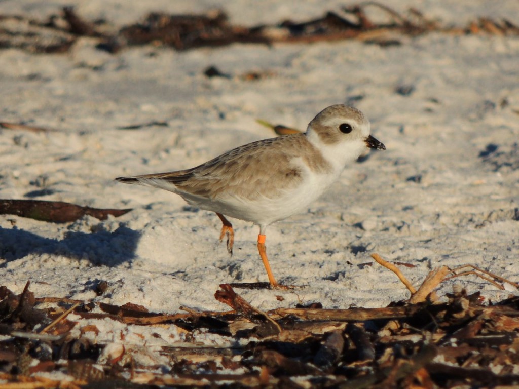 Piping Plover