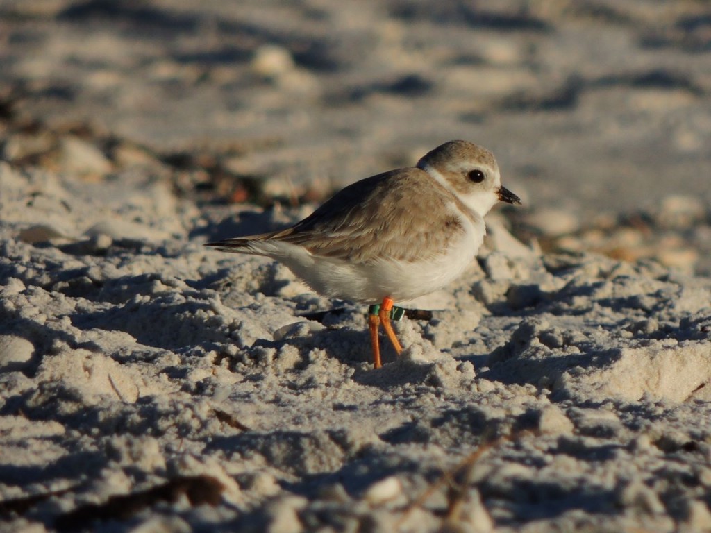 Piping Plover