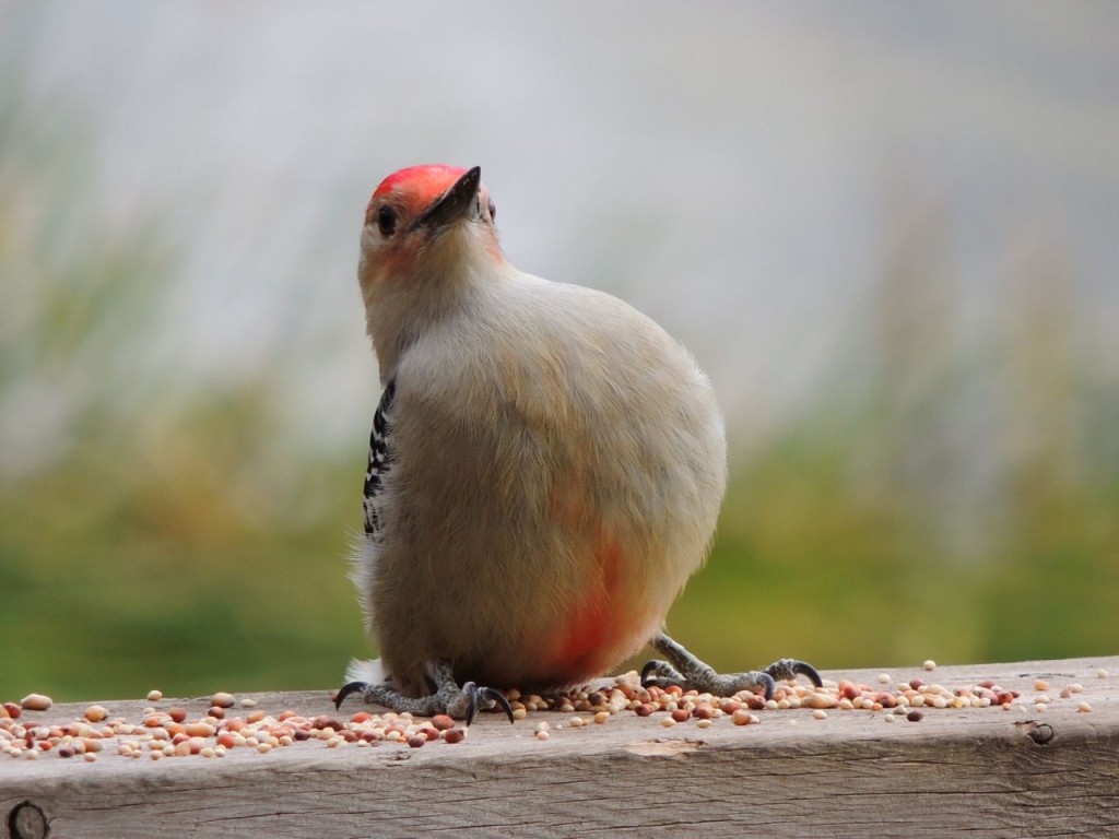 Red-bellied Woodpecker - and why it gets its name