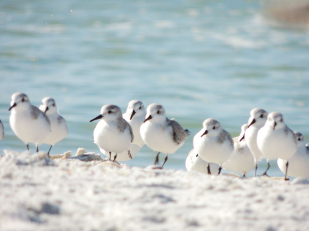 Sanderlings - a bit soft-focus but...