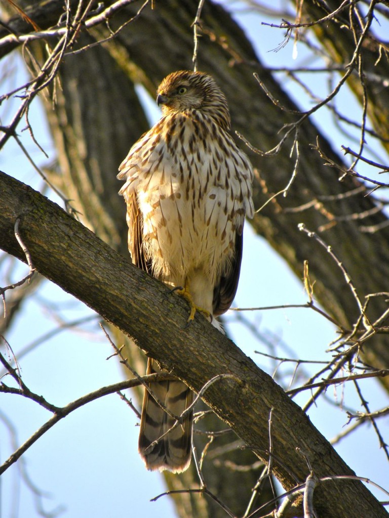 Cooper's Hawk, a first year bird.  Brown back and wings, brown spots and streaks on chest.