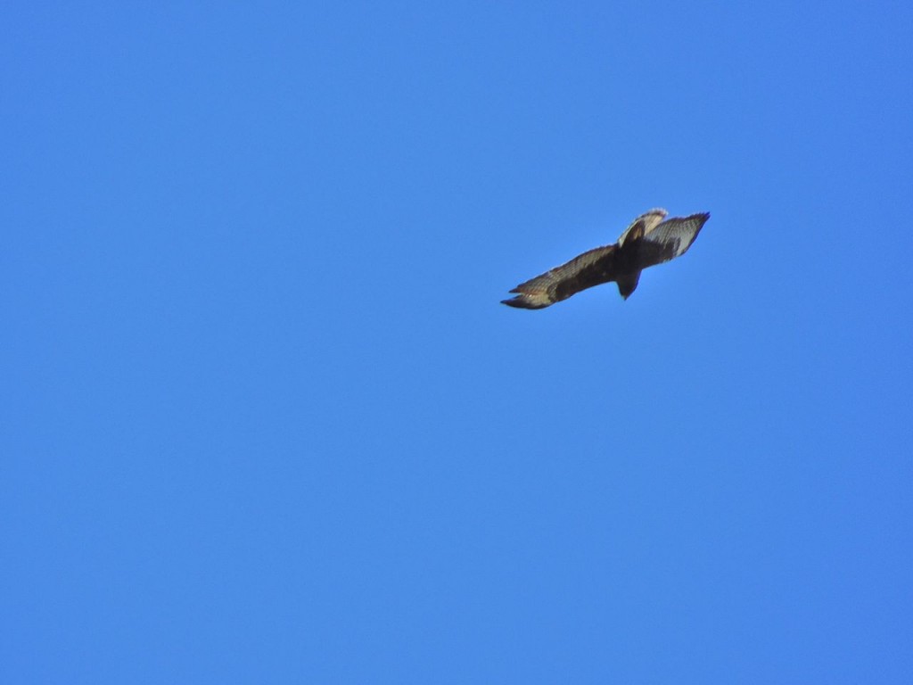 Short-tailed Hawk, Turner River Florida