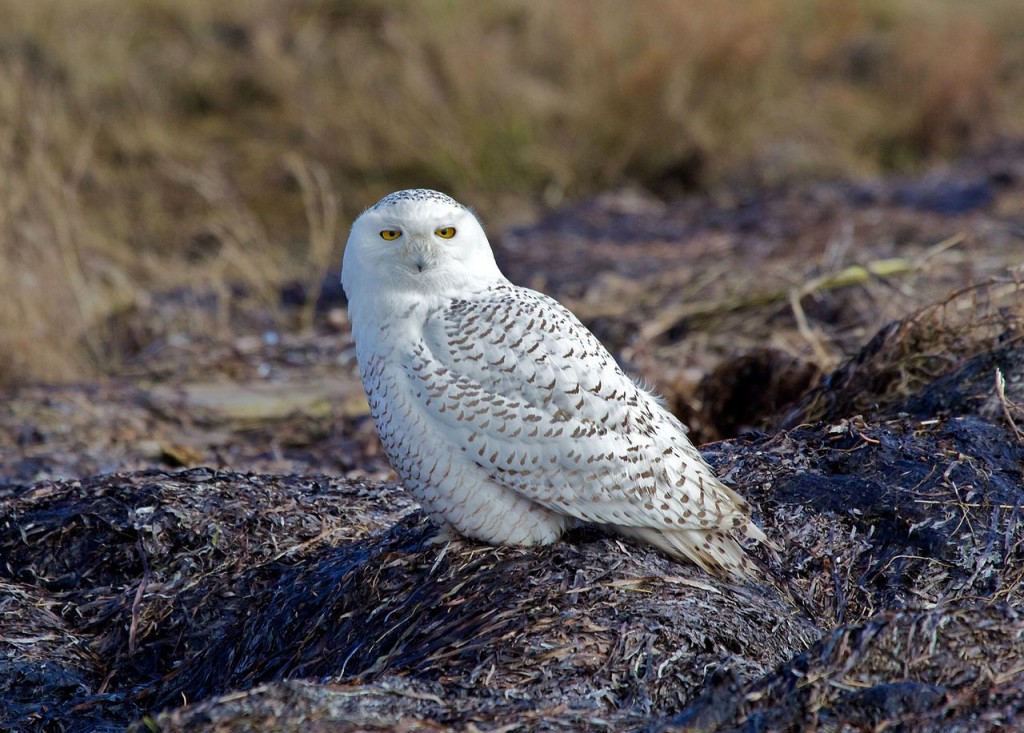 Snowy Owl. Photo by David Syzdek 