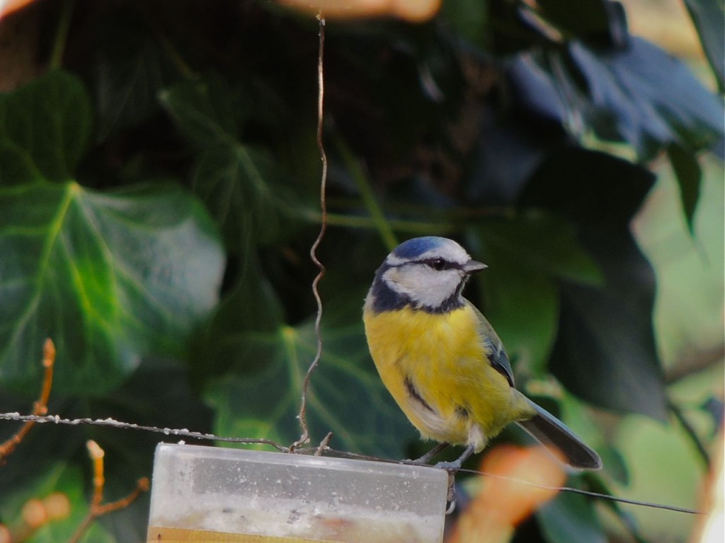 Blue Tit