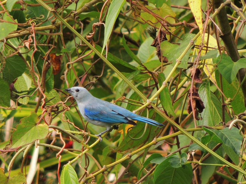 Blue-gray Tanager