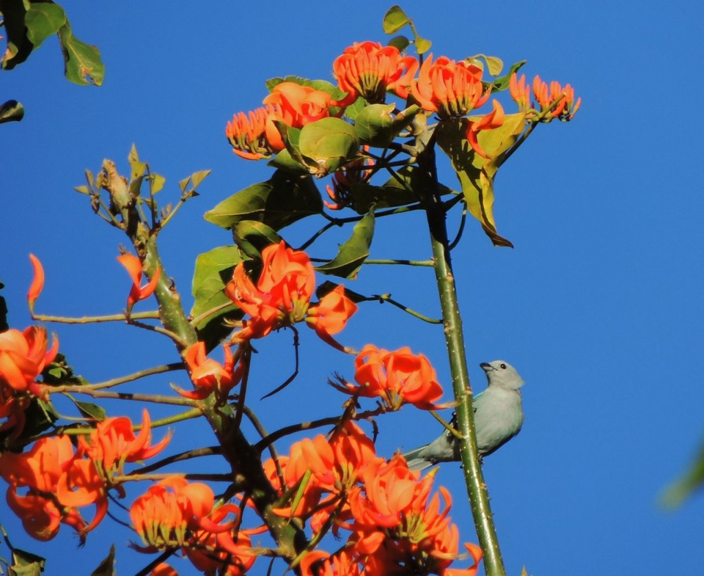 Blue-gray Tanager