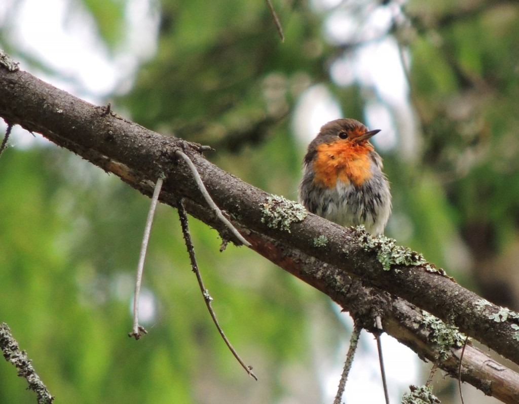 European Robin photographed in Sweden June 2014