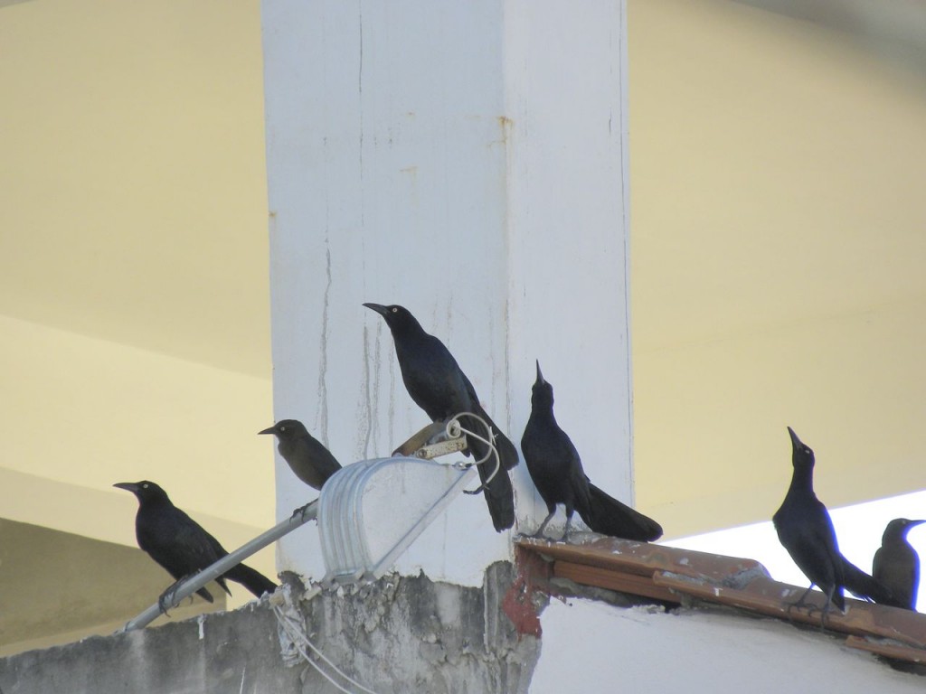 Great-tailed Grackles. Just entertainment - not a hint.