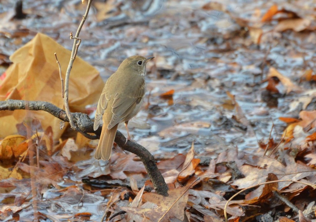 Hermit Thrush