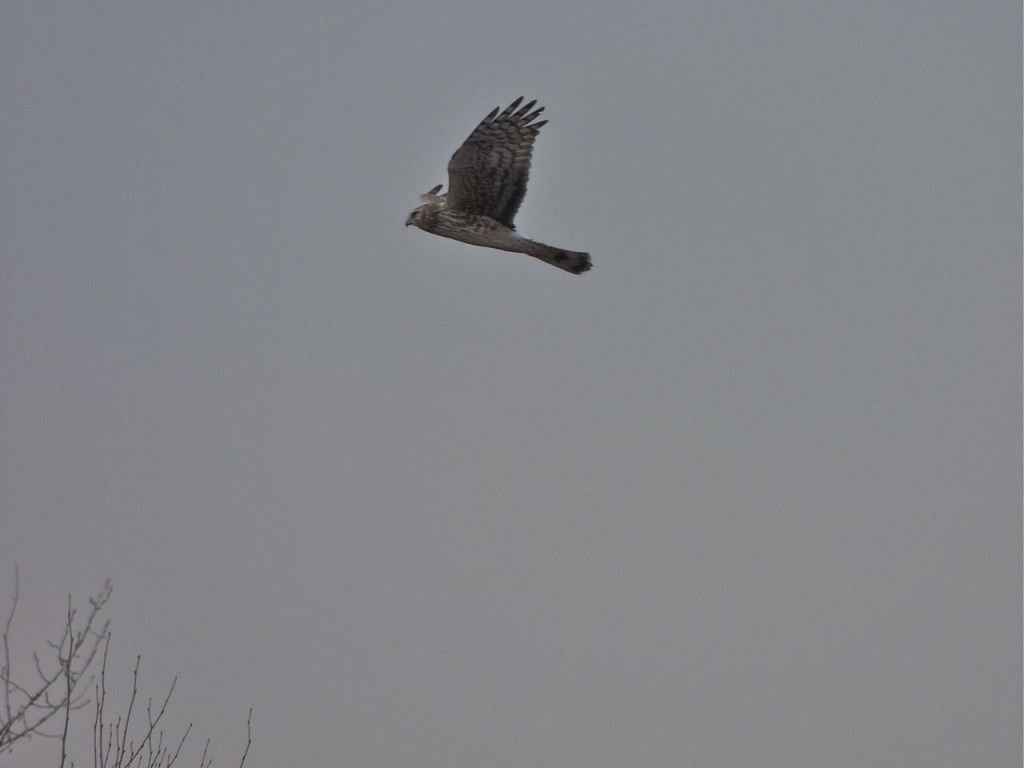 Northern harrier at Badenoch